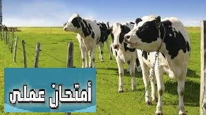 الامتحان العملى لمقرر إنتاج إنتاج ماشية اللحم واللبن - المستوى الرابع برنامج الإنتاج الحيوانى والدواجن